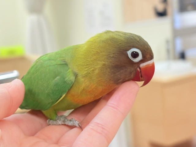 キエリボタンインコ