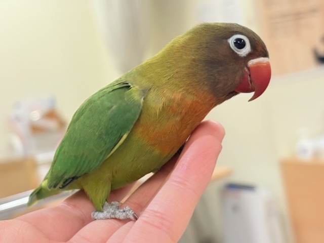 キエリボタンインコ