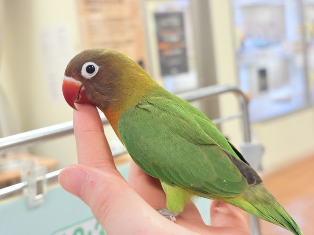 キエリボタンインコ