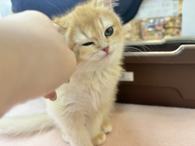 ブリティッシュショートヘア