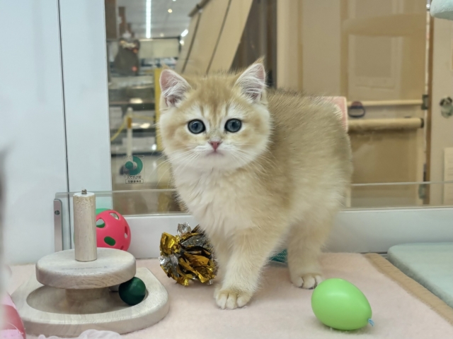 ブリティッシュショートヘア