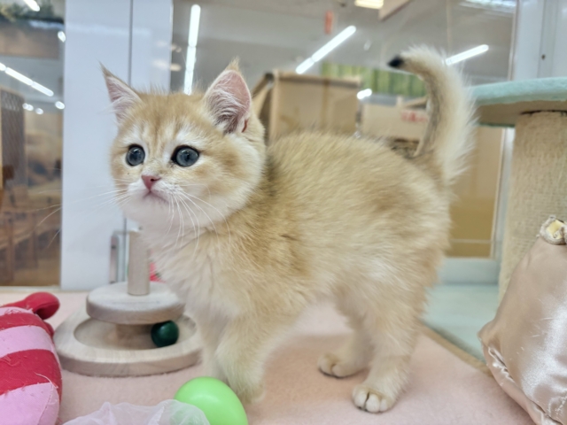 ブリティッシュショートヘア