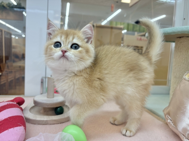 ブリティッシュショートヘア