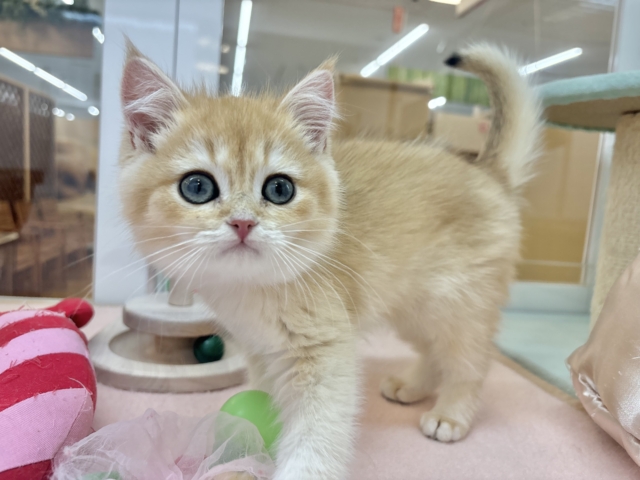 ブリティッシュショートヘア