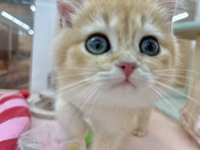 ブリティッシュショートヘア