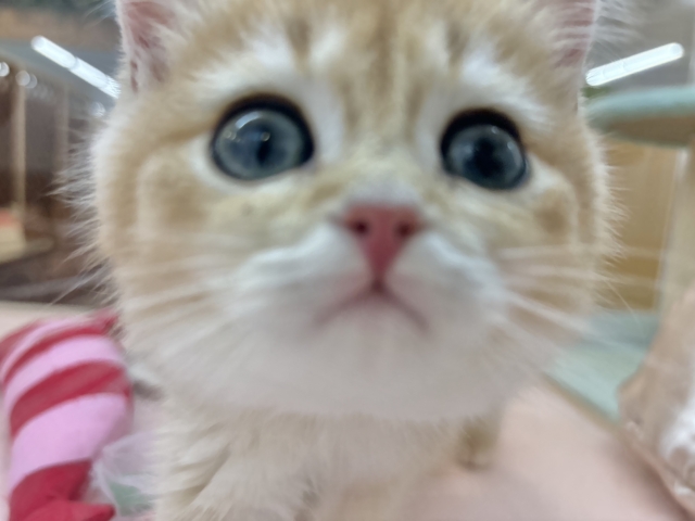 ブリティッシュショートヘア