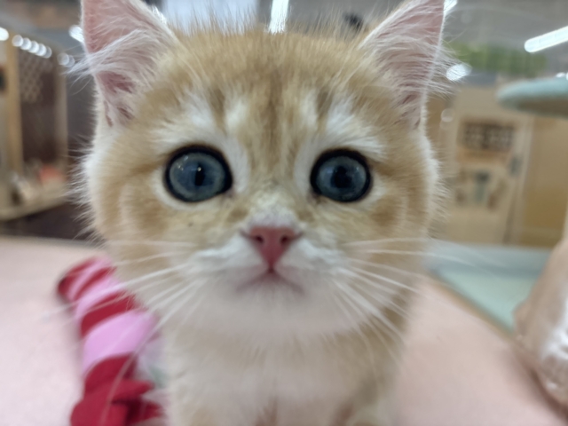 ブリティッシュショートヘア