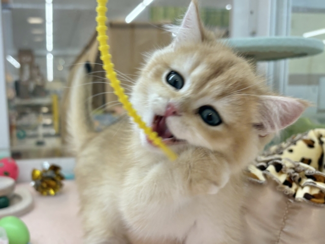 ブリティッシュショートヘア