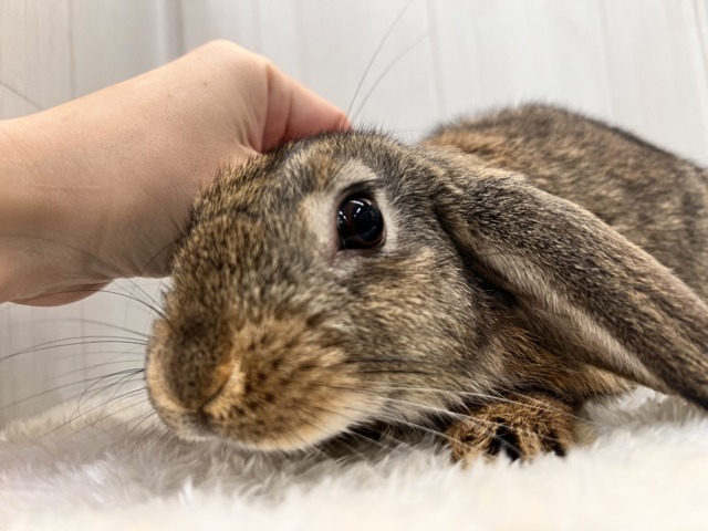 人がだーいすき♡可愛いおさげ🍒ロップイヤーの女の子💗