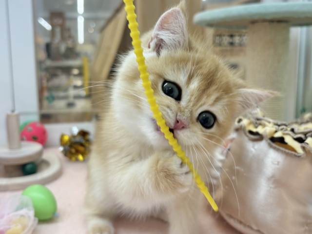 ブリティッシュショートヘア