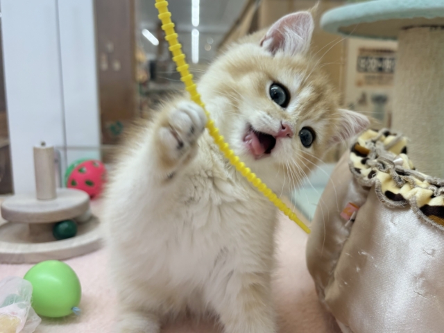 ブリティッシュショートヘア