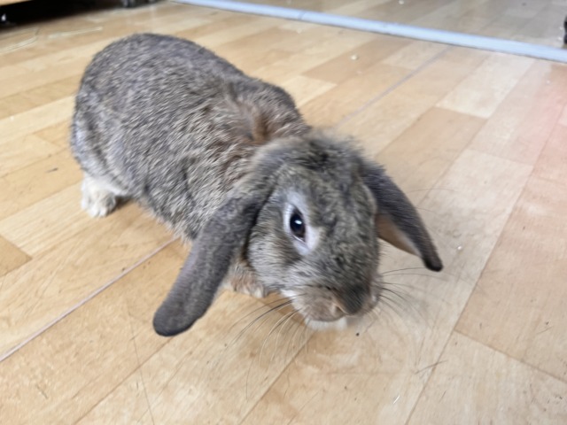 ロップイヤーラビット