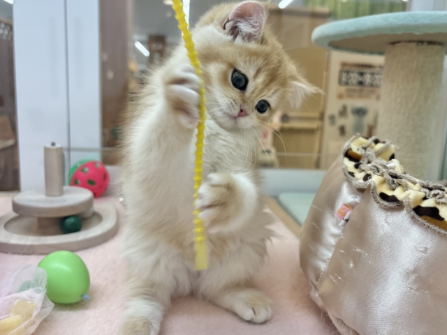 ブリティッシュショートヘア