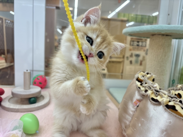 ブリティッシュショートヘア