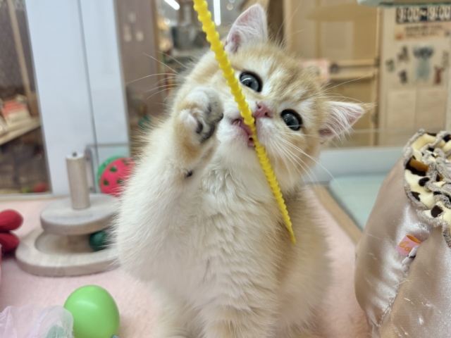 ブリティッシュショートヘア