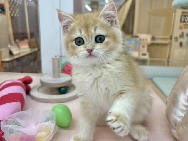 ブリティッシュショートヘア