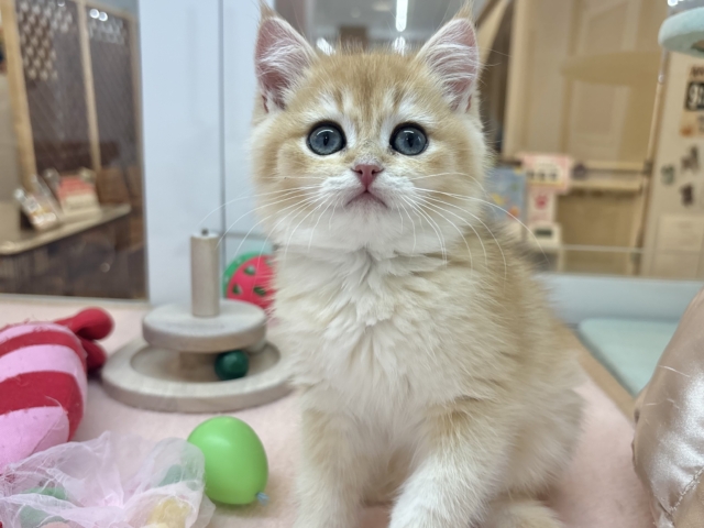 ブリティッシュショートヘア