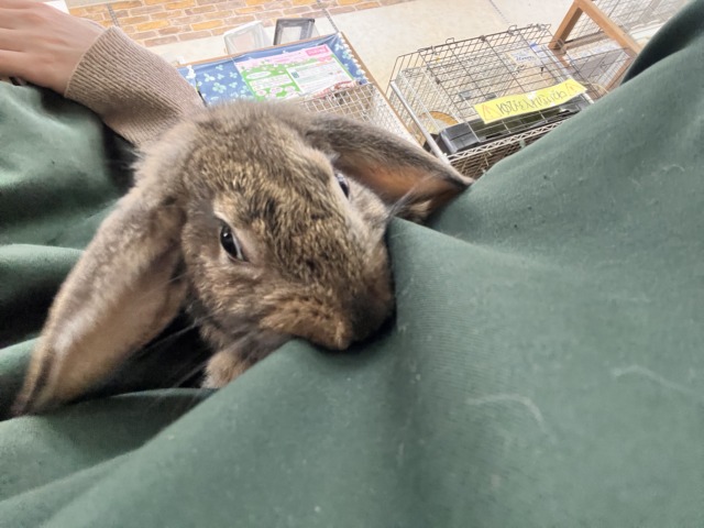 ロップイヤーラビット