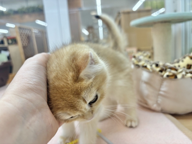 ブリティッシュショートヘア