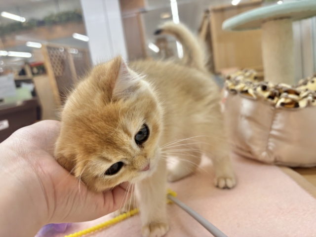 ブリティッシュショートヘア