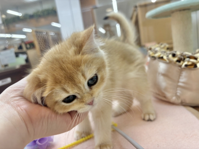 ブリティッシュショートヘア