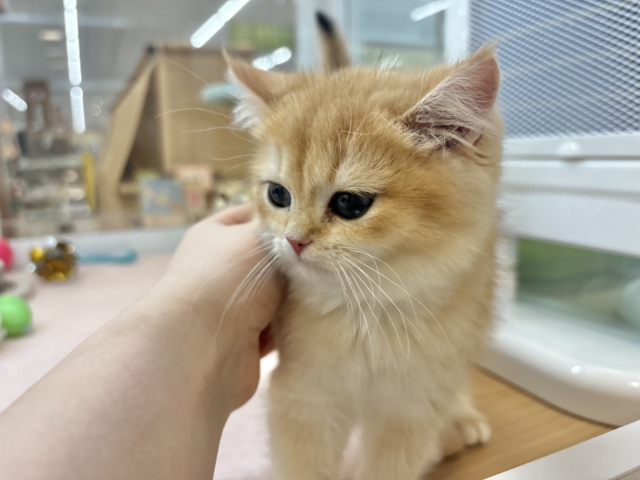 ブリティッシュショートヘア