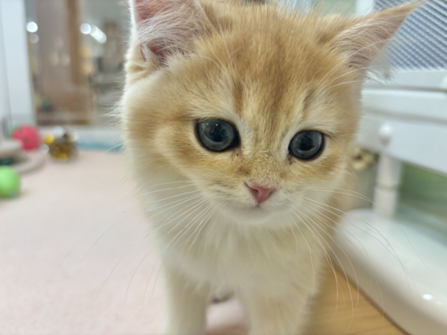 ブリティッシュショートヘア