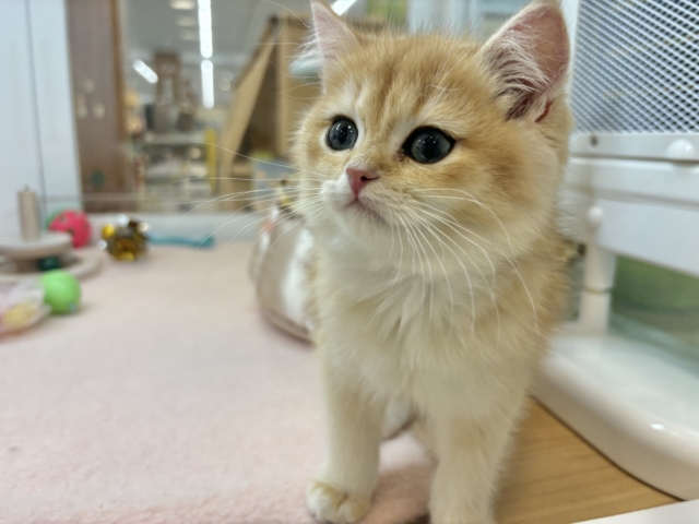 ブリティッシュショートヘア