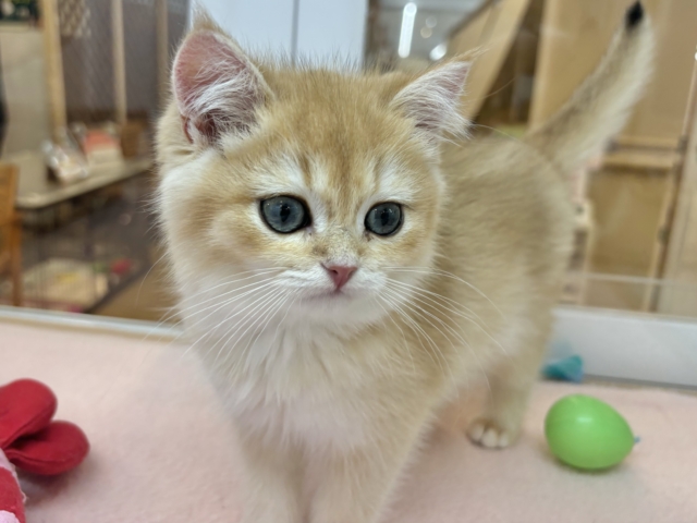 ブリティッシュショートヘア