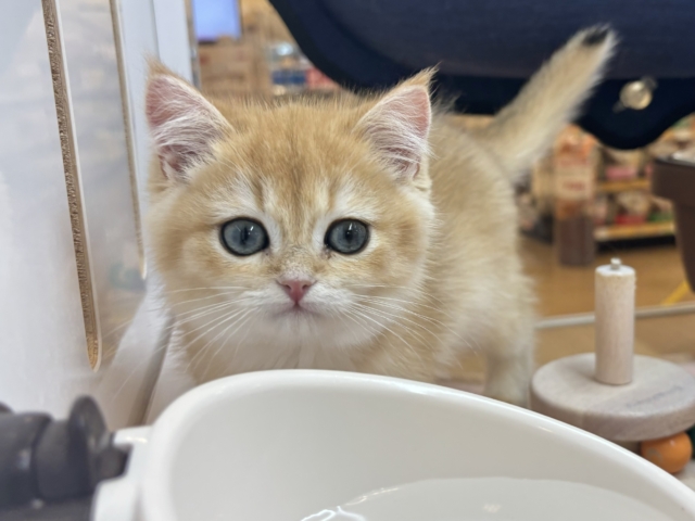 ブリティッシュショートヘア