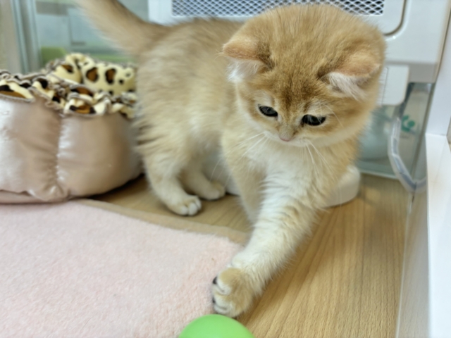 ブリティッシュショートヘア