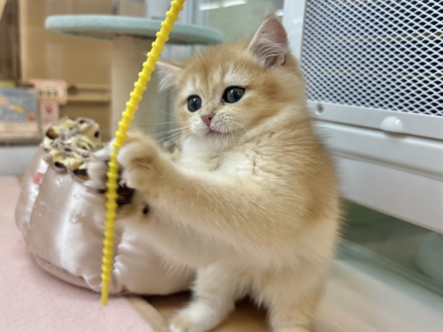 ブリティッシュショートヘア