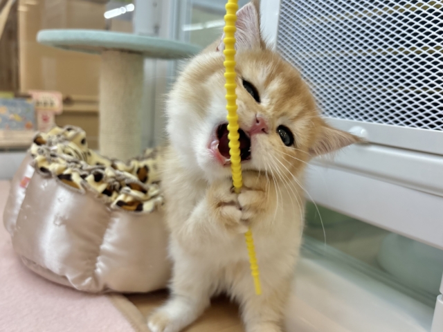 ブリティッシュショートヘア