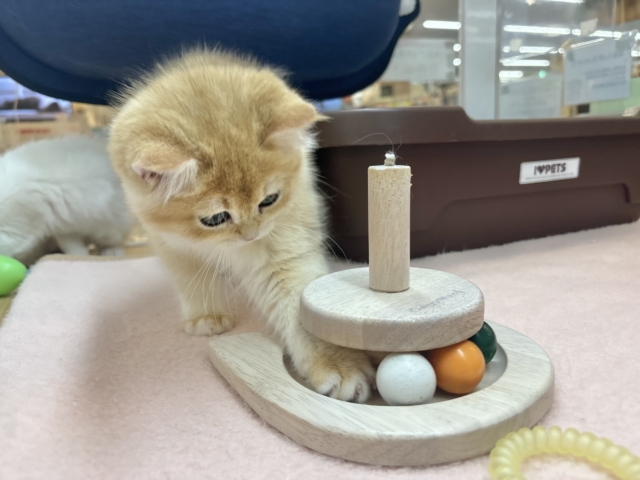 ブリティッシュショートヘア