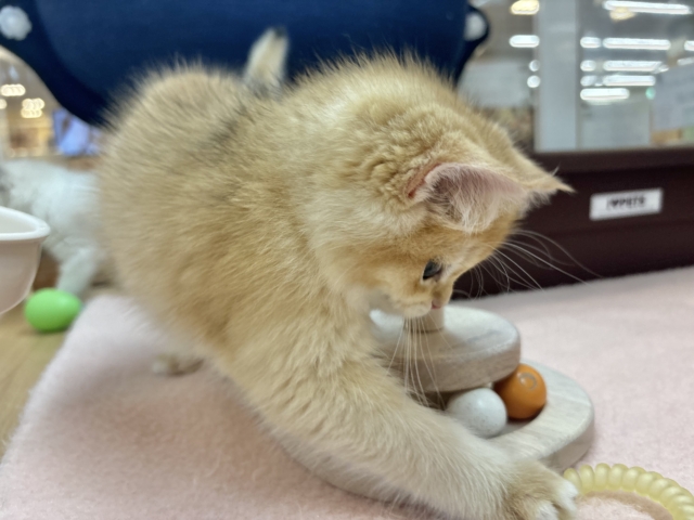 ブリティッシュショートヘア