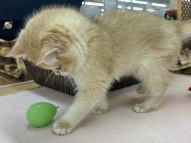 ブリティッシュショートヘア