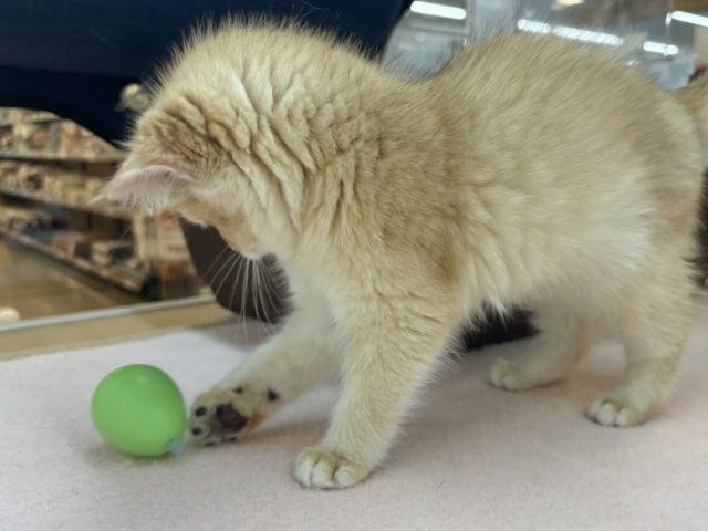 ブリティッシュショートヘア