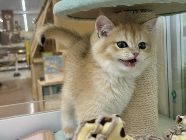 ブリティッシュショートヘア