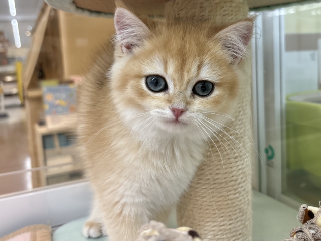 ブリティッシュショートヘア