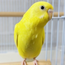 セキセイインコ  イエローダブルファクター  🐤💛🌟