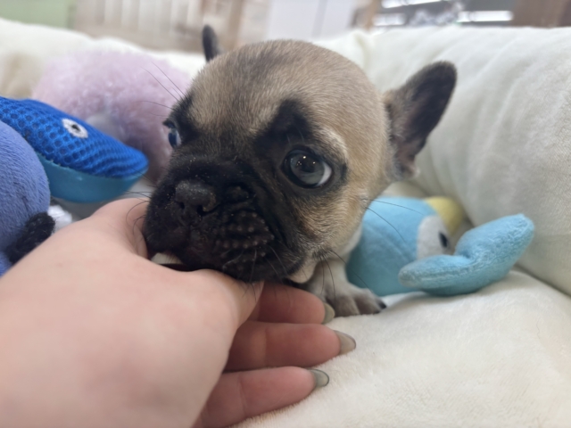 フレンチブルドッグ