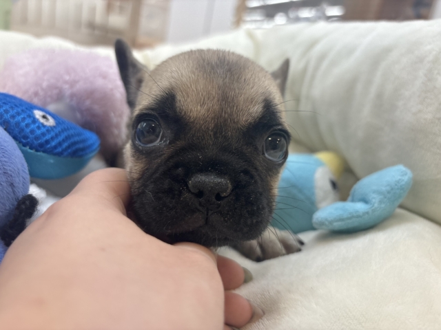 フレンチブルドッグ