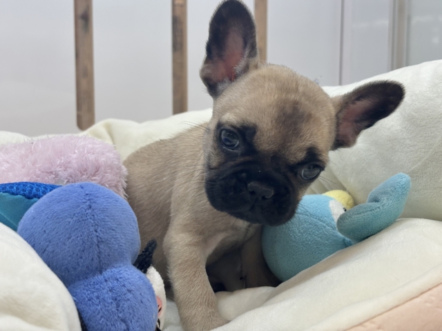 フレンチブルドッグ