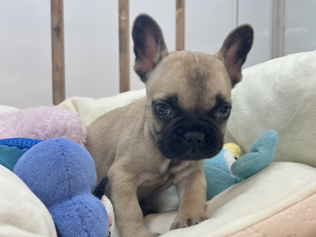 フレンチブルドッグ