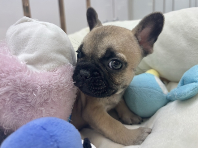 フレンチブルドッグ