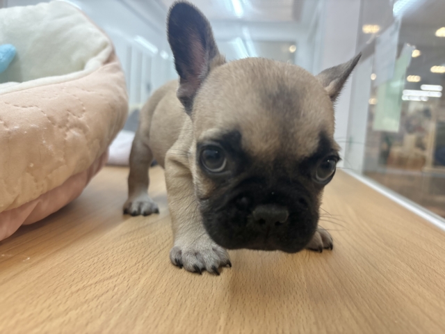 フレンチブルドッグ