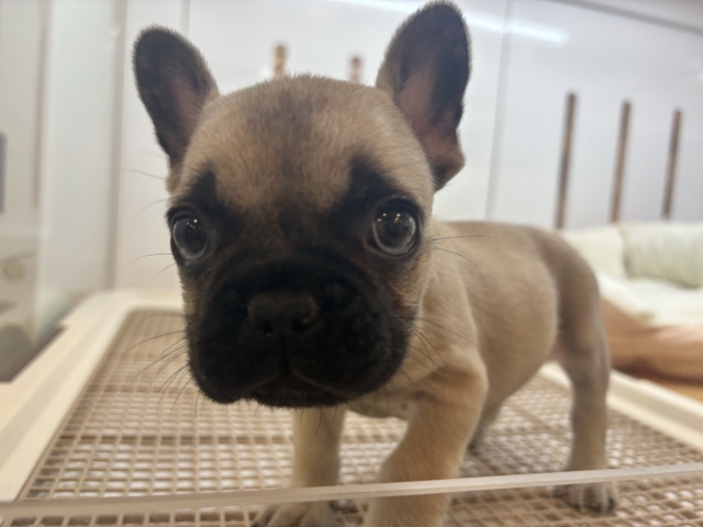 フレンチブルドッグ