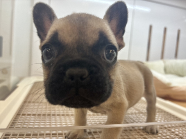 フレンチブルドッグ