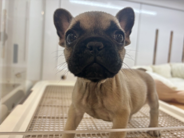 フレンチブルドッグ