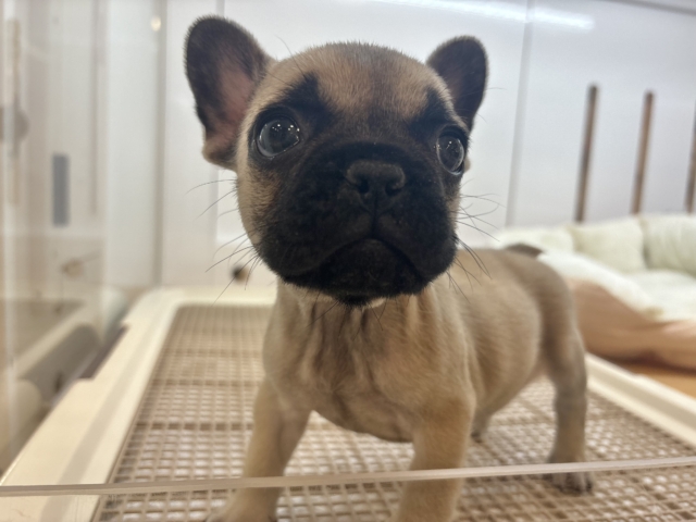 フレンチブルドッグ